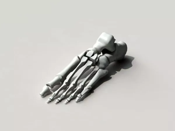 Human Skeleton Full Set 3d model