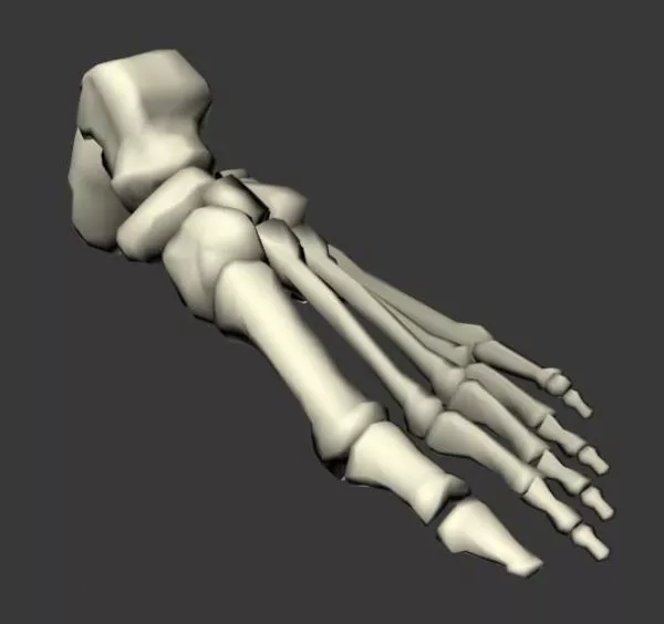 Anatomy Foot Bones Anatomy 3d model Anatomy Foot Bones Anatomy 3d model