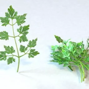 Vegetables Parsley Leaves 3d model