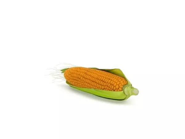 Fresh Corn Vegetables 3d model Fresh Corn Vegetables 3d model