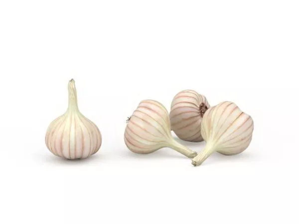 Nature Fresh Garlic 3d model Nature Fresh Garlic 3d model