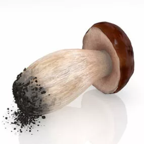 Fresh Mushroom 3d model