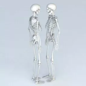 Anatomy Body Skeleton Human 3d model