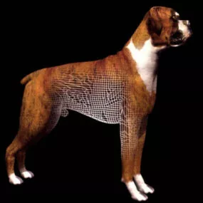 Wild German Boxer Dog 3d model
