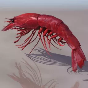 Sea Giant Tiger Prawn 3d model