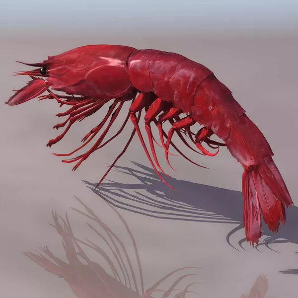 Sea Giant Tiger Prawn 3d model Sea Giant Tiger Prawn 3d model