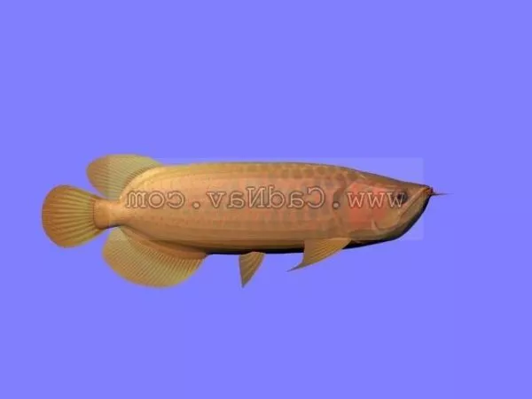 Sea Animal Golden Tropical Fish 3d model Sea Animal Golden Tropical Fish 3d model