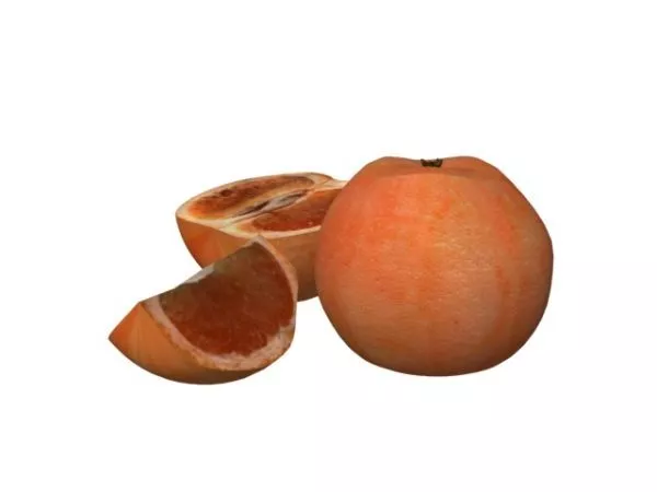 Calabash 3d model