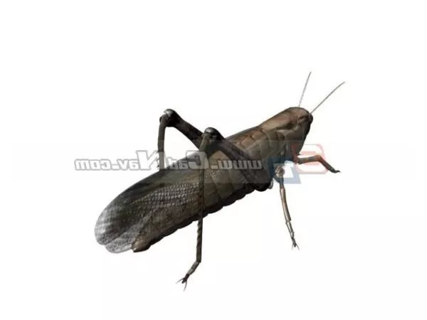 Field Grasshopper Animal 3d model