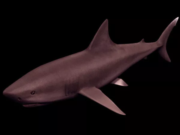 Great Hammerhead Shark 3d model