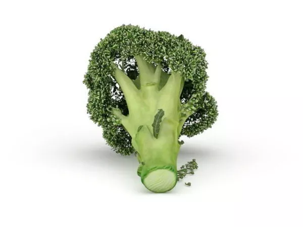 Broccoli Vegetable 3d model Broccoli Vegetable 3d model