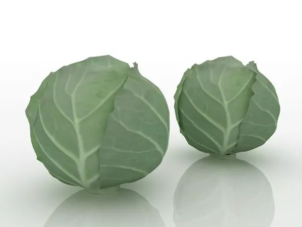 Green Cabbage Vegetable 3d model Green Cabbage Vegetable 3d model