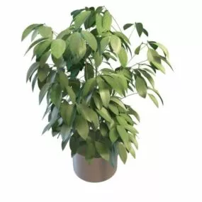 Green Foliage Plants 3d model