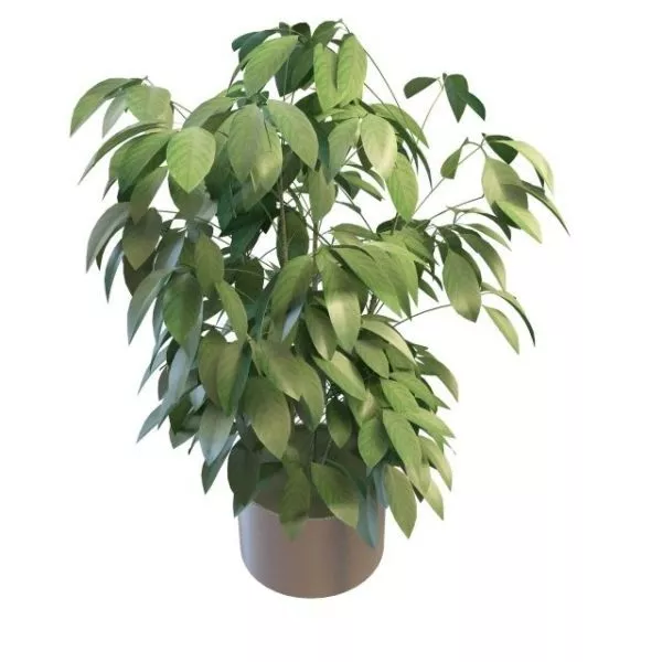 Green Foliage Plants 3d model Green Foliage Plants 3d model