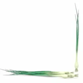 Nature Onions Scallions 3d model