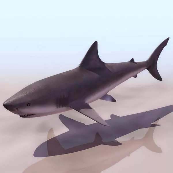 Blue Shark Lowpoly 3d model