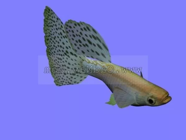 Fangtooth Fish 3d model