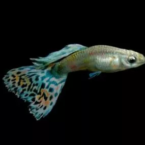 Animal Guppy Rainbow Fish 3d model