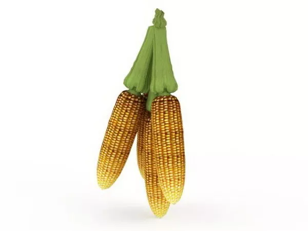 Harvest Corn 3d model Harvest Corn 3d model