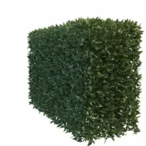 Garden Hedge Plants 3d model