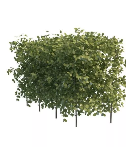 Green Hedges For Garden 3d model Green Hedges For Garden 3d model