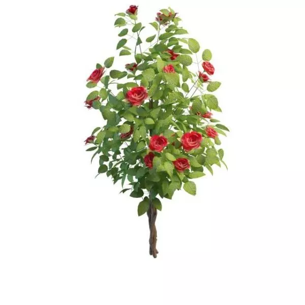 Landscaping Hibiscus Tree 3d model Landscaping Hibiscus Tree 3d model