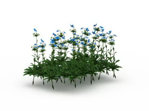 Outdoor Himalayan Blue Poppy Plant 3d model Outdoor Himalayan Blue Poppy Plant 3d model