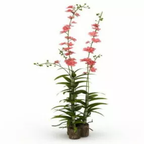 Indoor Potted Horticulture Flowers 3d model
