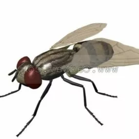 House Fly Animal 3d model