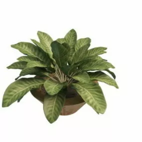 Indoor House Plants Leaves Tree 3d model