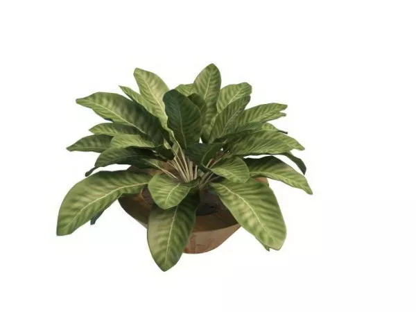Indoor House Plants Leaves Tree 3d model Indoor House Plants Leaves Tree 3d model