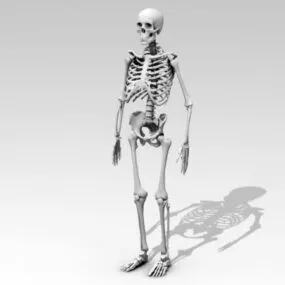 Human Anatomy Skeleton 3d model