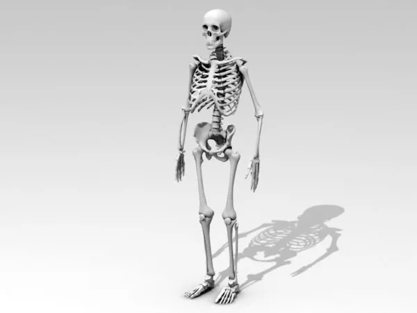 Human Anatomy Skeleton 3d model Human Anatomy Skeleton 3d model