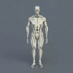 Anatomy Human Body Bones Muscles 3d model