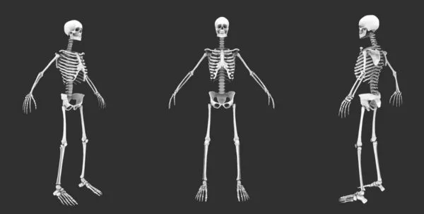 Human Skeleton Full Set 3d model