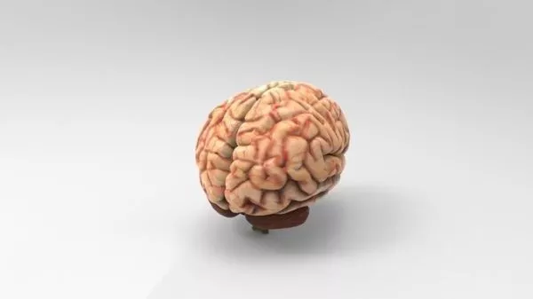 Muscle Man Anatomy 3d model