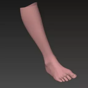Human Foot 3d model