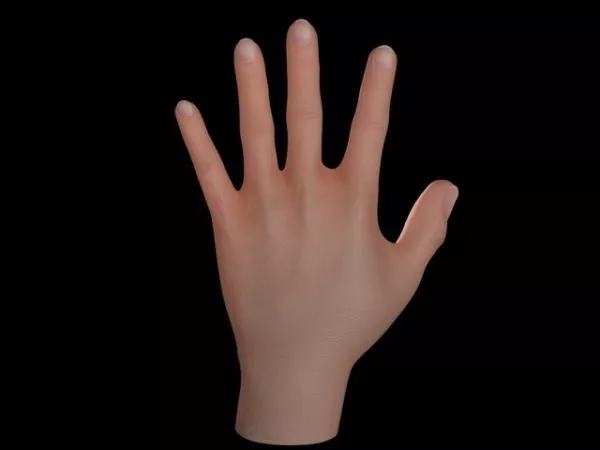 Anatomy Human Hand 3d model Anatomy Human Hand 3d model