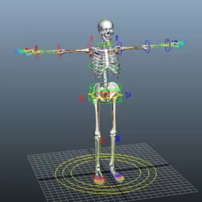Human Skeleton Rig 3d model