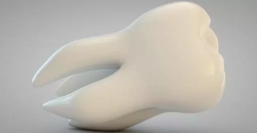 Realistic Human Teeth Bone 3d model Realistic Human Teeth Bone 3d model
