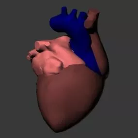 Anatomy Human Heart 3d model