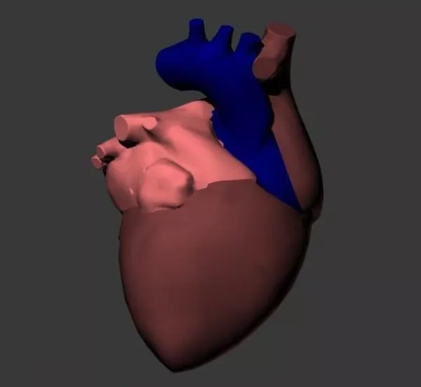 Anatomy Human Heart 3d model Anatomy Human Heart 3d model