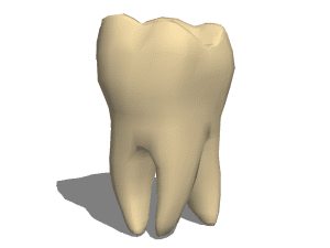 Simple Skeleton 3d model