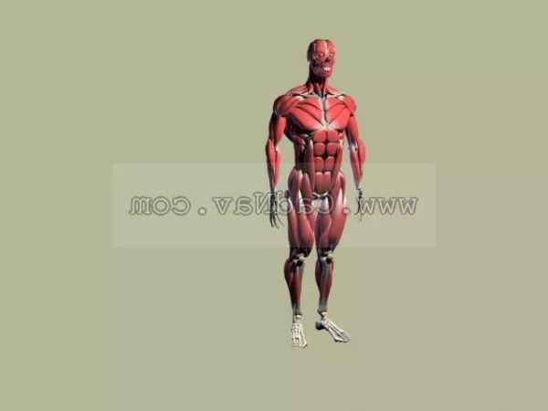 Human Anatomy Muscle System 3d model Human Anatomy Muscle System 3d model
