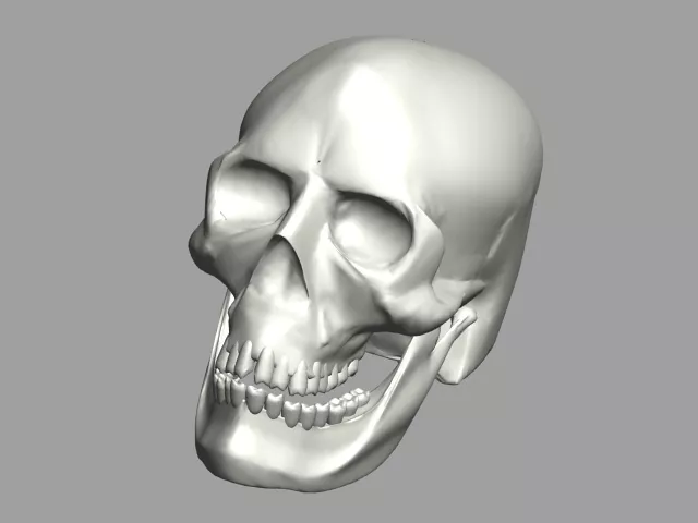 Skeleton Skull 3d model