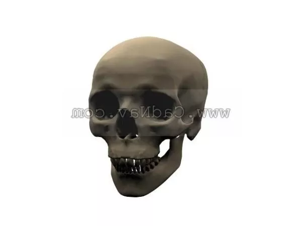 Molar 3d model