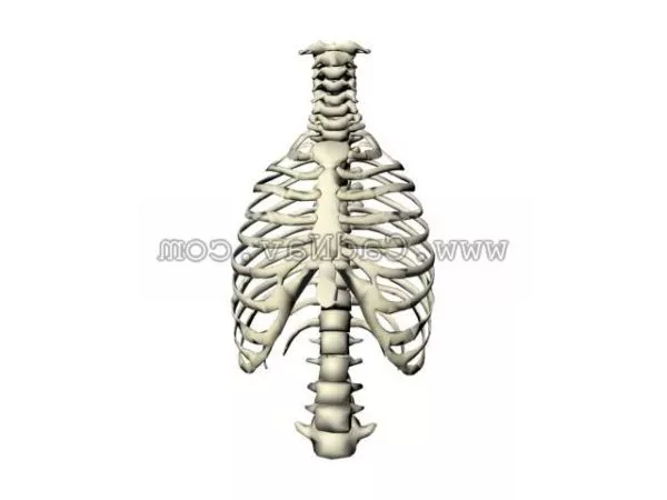 Human Thorax Anatomy Free 3d Model Biology Diagrams