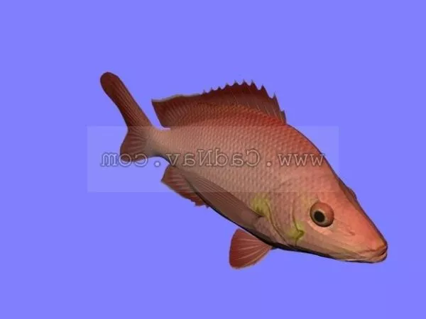 Animal Hump Back Fish 3d model Animal Hump Back Fish 3d model
