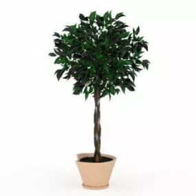 Indoor Braid Tree 3d model