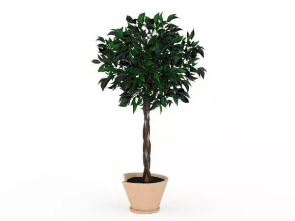 Indoor Braid Tree 3d model Indoor Braid Tree 3d model